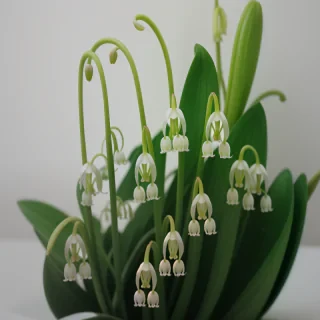 lily of the valley png