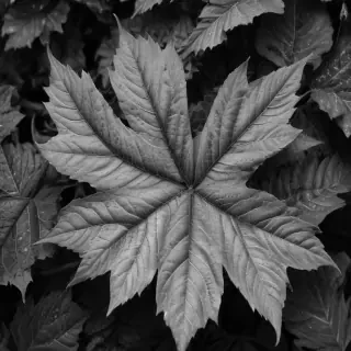leaves black and white