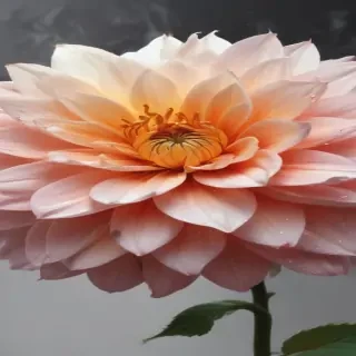 flower drawwing