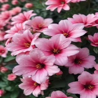 background flower cute wallpapers