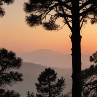 pine tree silhouette png