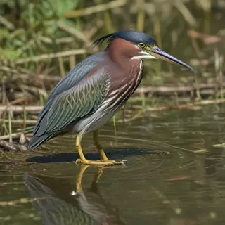 green heron