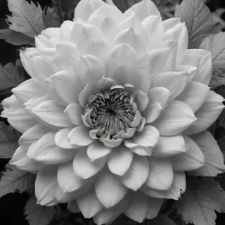 thank you black and white