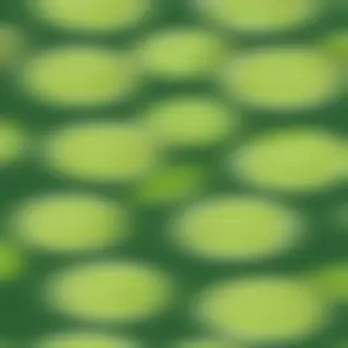 lime green background