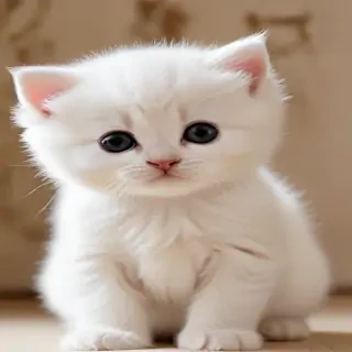 kittens wallpaper