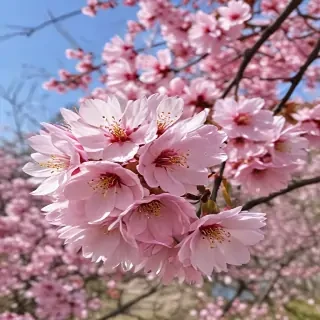 sakura flower