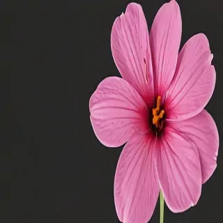 pink flower png