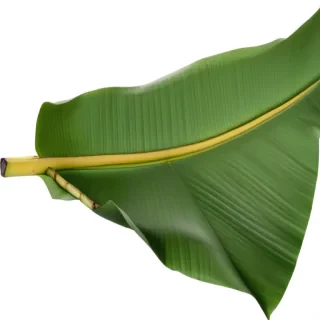 banana leaf png