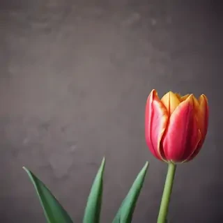 tulip iphone wallpaper