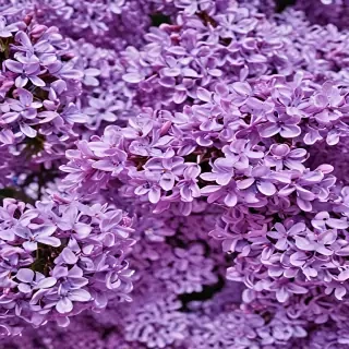 lilac background