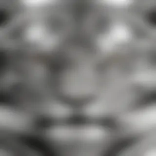 tiger clipart black and white