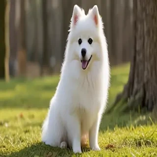 japanese spitz dog breed