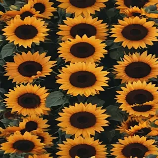 sunflower aesthetic wallpapers