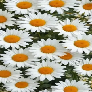 aesthetic daisy wallpaper