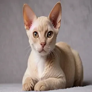 devon rex cat breed