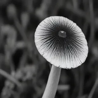 mushroom black and white