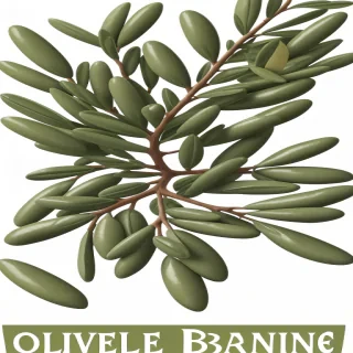 olive branch png