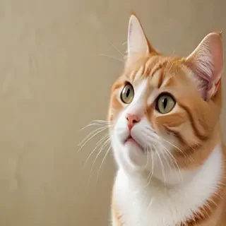 funny cat wallpaper