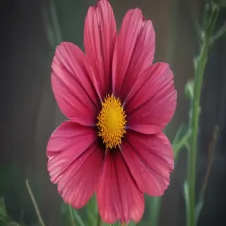 cosmos flower
