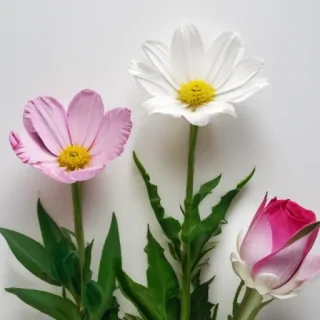 flowers with white background
