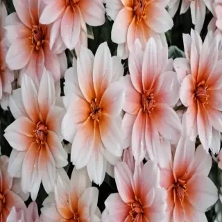 aesthetic flower background