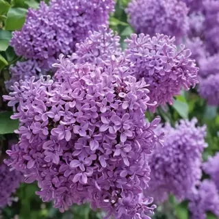 lilac wallpaper iphone