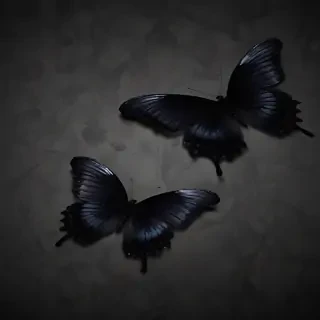 black wallpaper butterfly