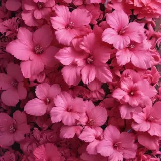 hot pink aesthetic wallpaper