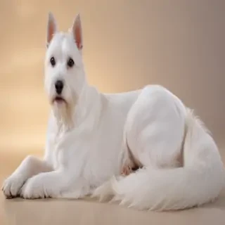 chantilly tiffany breed