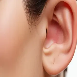 ear png