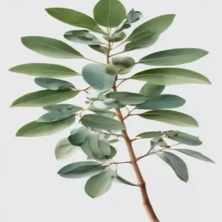 transparent eucalyptus clipart