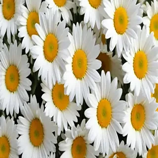 daisy background