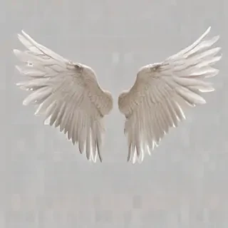 wings transparent background