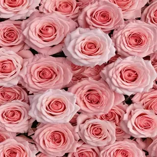 roses background aesthetic