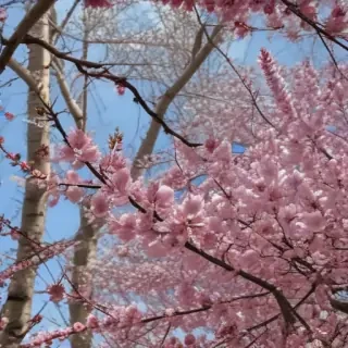 spring iphone