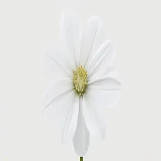 white flower transparent