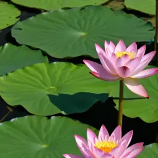 lotus png