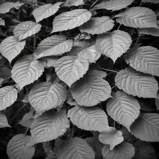 leaves black and white