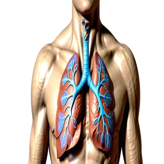 lung png