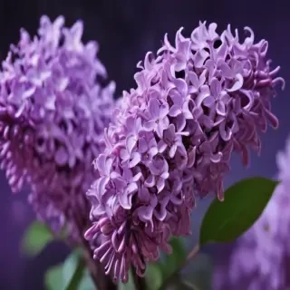 lilac wallpaper iphone