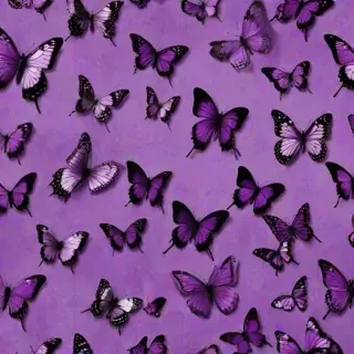 purple butterflies wallpaper