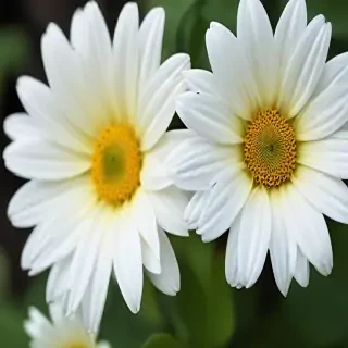 iphone white flower wallpaper