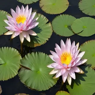 water lily png