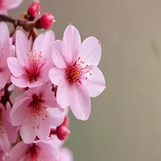 cherry blossom background wallpaper