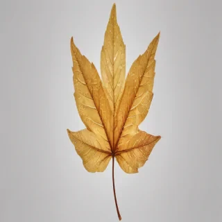 leaf transparent background