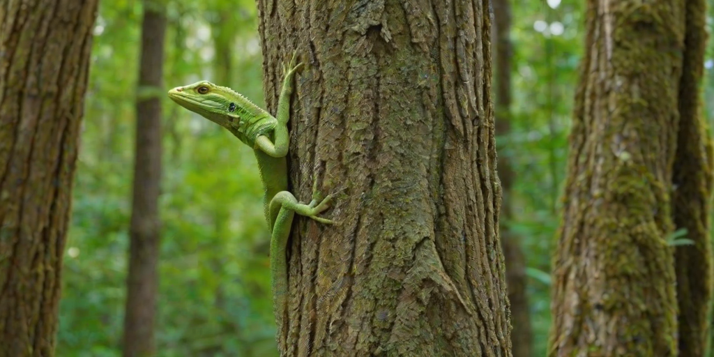 generate an image of a green lizard climbing a textured tree trunk in a lush green forest background