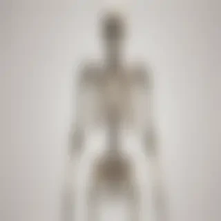 skeleton transparent background