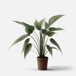 plant transparent