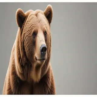 png bear