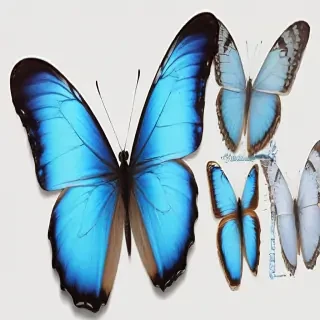 blue butterfly png